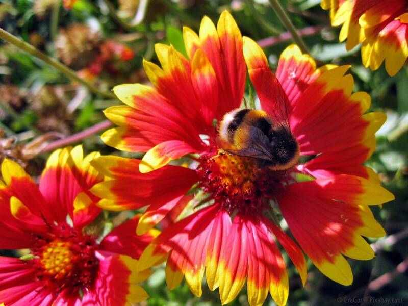 Blumenkästen mit insektenfreundlichen Pflanzen