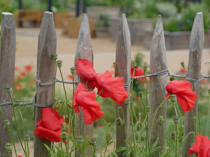Klatschmohn am Zaun
