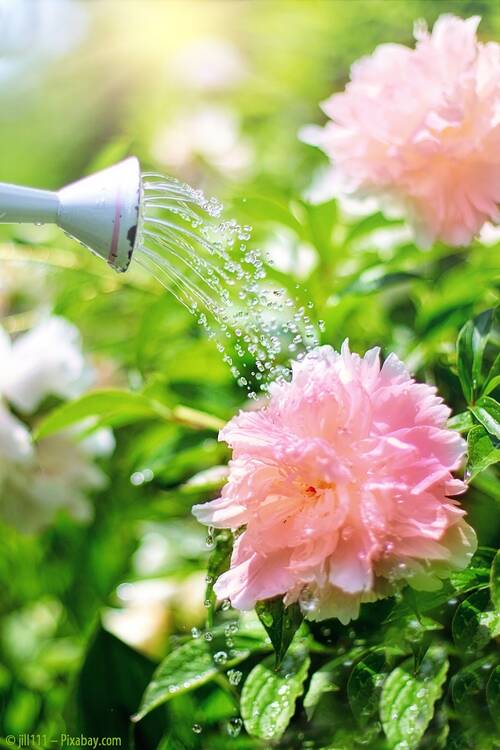 Pixabay watering 2389941 CC0
