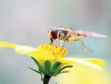 Bluete Biene © Ekkehard Emmel WILA