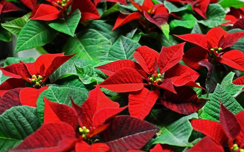 12-dezember-tag-des-weihnachtssterns-s145423