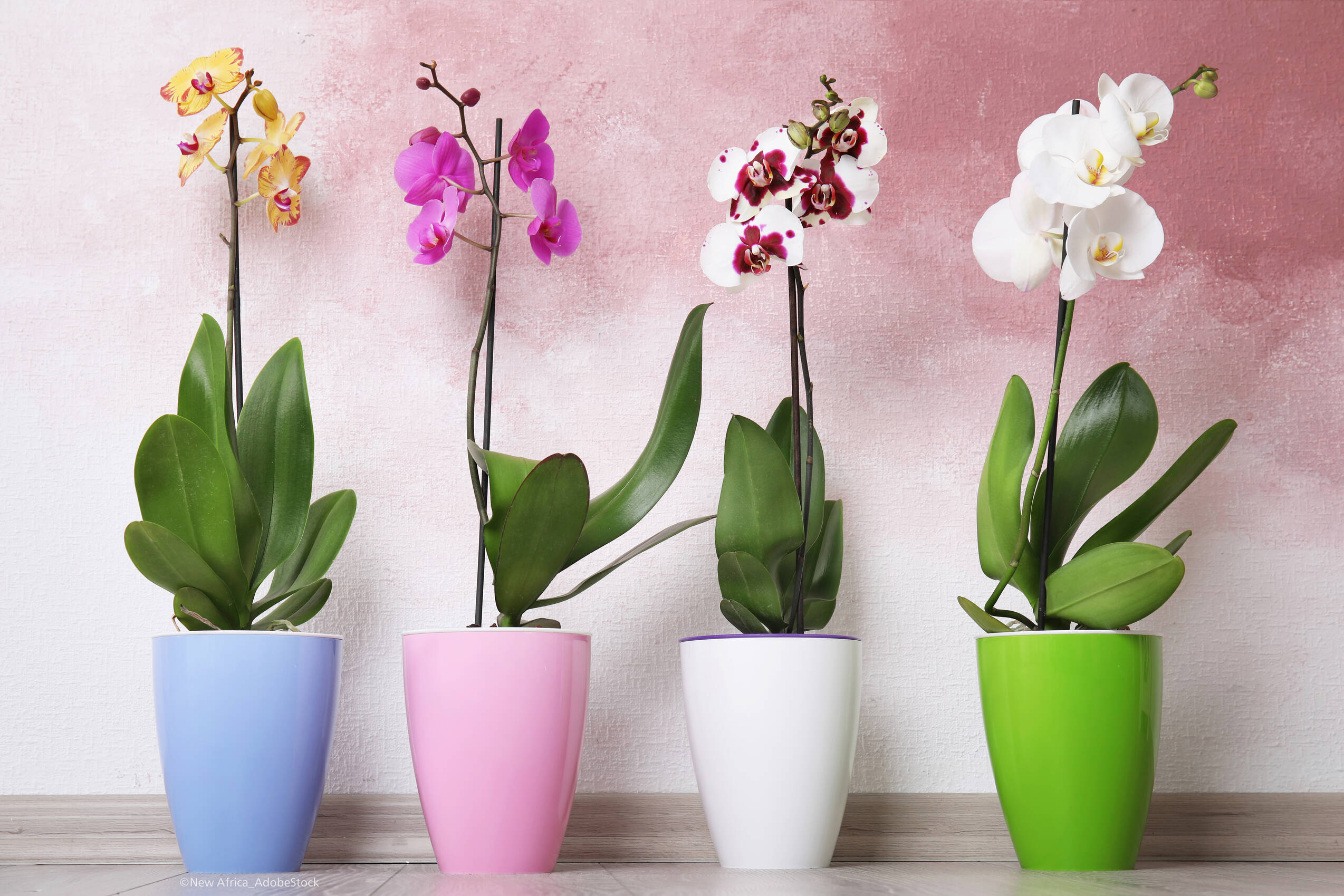 Orchideen umtopfen