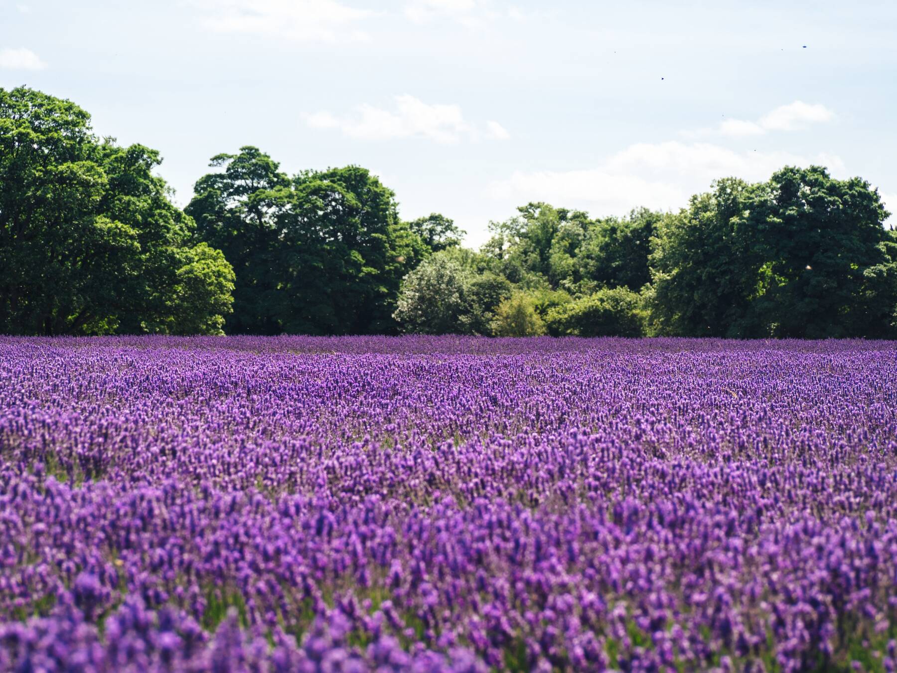 PerNaturam Lavendel